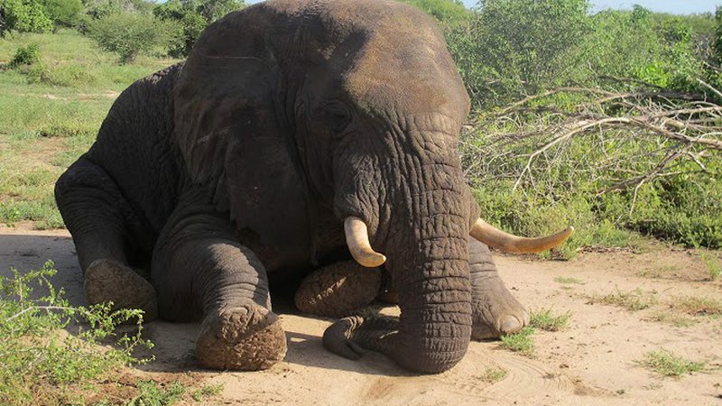 Fotografija: Četudi so se populacije slonov ponekod v Afriki povečale, se je njihovo število v celotni Afriki v zadnjem desetletju zmanjšalo za okoli 111.000 in zdaj znaša okoli 415.000. FOTO: AFP