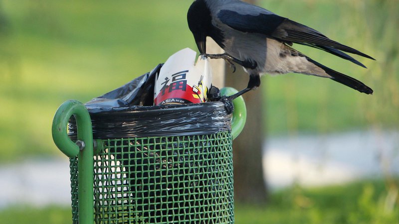 Fotografija: Siva vrana obleze vse in požre vse, kar ji pride pod kljun, hrano išče tudi po koših in zabojnikih za odpadke. Foto Leon Vidic