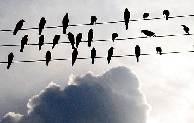 Pred desetimi leti so se sive vrane enormno razmnožile v urbanem okolju, ker so imele veliko hrane v nepokritih zabojnikih in okoli njih. Foto Reuters