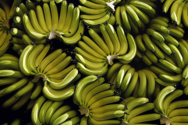 Banane na farmi, preden krenejo na dolgo pot po svetu. Foto Guillermo Granja/ Reuters