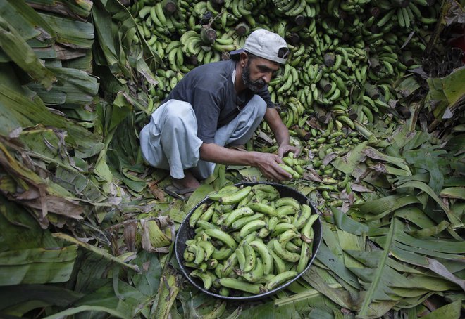 Delavec sortira banane v Lahoreju v Pakistanu. Foto Mohsin Raza/Reuters Pictures