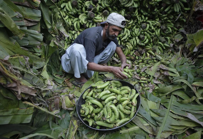 Delavec sortira banane v Lahoreju v Pakistanu. Foto Mohsin Raza/Reuters Pictures