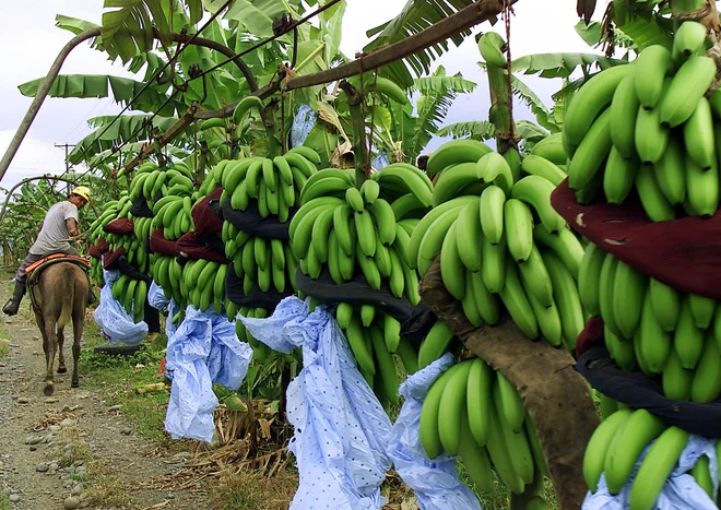 Osielito Santos na obali Atlantskega oceana v Panami vleče šope banan s konjem. Multinacionalka Chiquita bo poskrbela za transport v Evropo. Foto Alberto Lowe