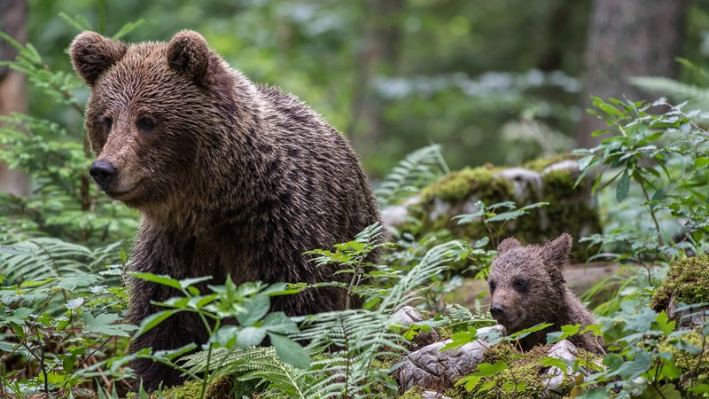 Fotografija: Medveda, kot ju je z Miho Mlakarjem posnel Robert Haasmann. Foto Robert Haasmann