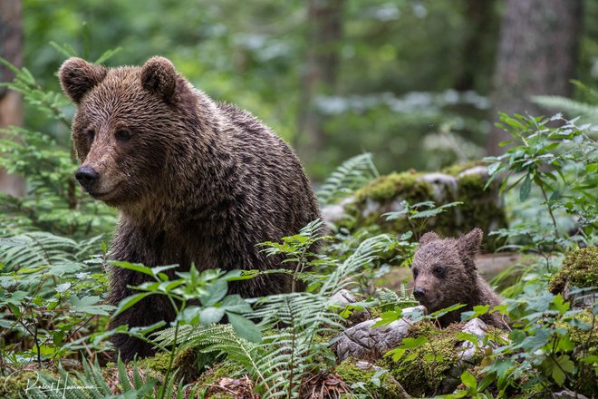Medveda, kot ju je z Miho Mlakarjem posnel Robert Haasmann. Foto Robert Haasmann