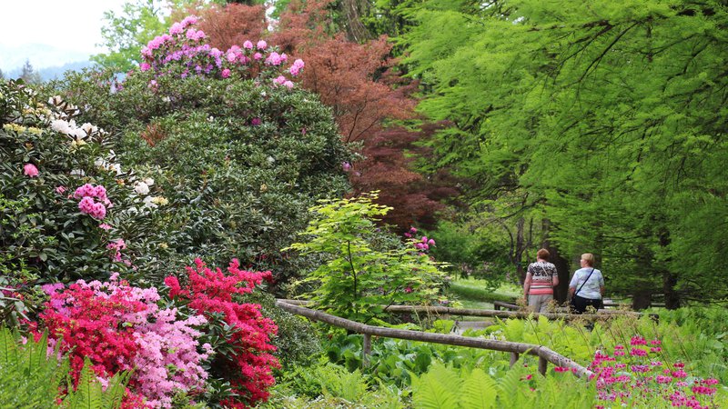 Fotografija: V Arboretumu se je kljub deževnemu in hladnemu vremenu odprlo 5000 cvetov rododendrona. FOTO: JZ Arboretum