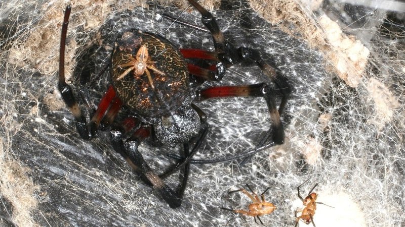 Fotografija: Samica pajka vrste Nephilingis cruentata, obkrožena s tremi samci. FOTO: Nacionalni inštitut za biologijo
