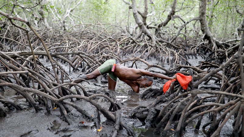 Fotografija: Ribič José da Cruz, zaradi svojih značilnih zob znan tudi kot vampir, lovi rake v gozdu mangrov na reki Caratingui v zvezni brazilski državi Bahia. Njegov povprečni dnevni ulov je pol manjši, kot je bil pred desetimi leti. FOTO: Nacho Doce/Reuters