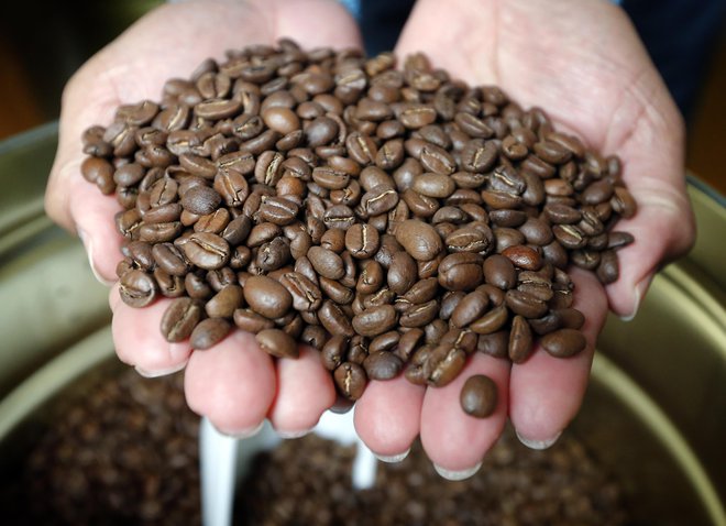 Različne vrste kave imajo različne vsebnosti kofeina kot tudi koristnih snovi, kakršne so klorogenska kislina in polifenoli. Foto Aleš Černivec