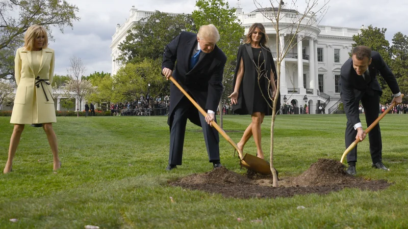 Hrast iz gozda na severu Francije, ki sta ga aprila lani Donald Trump in Emmanuel Macron posadila ob navzočnosti soprog Brigitte in Melanie, ni pognal korenin v ameriških tleh. FOTO: Jim Watson/AFP