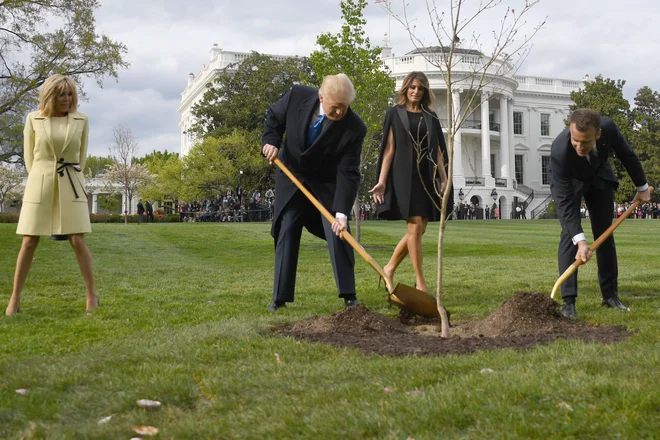 Hrast iz gozda na severu Francije, ki sta ga aprila lani Donald Trump in Emmanuel Macron posadila ob navzočnosti soprog Brigitte in Melanie, ni pognal korenin v ameriških tleh. FOTO: Jim Watson/AFP