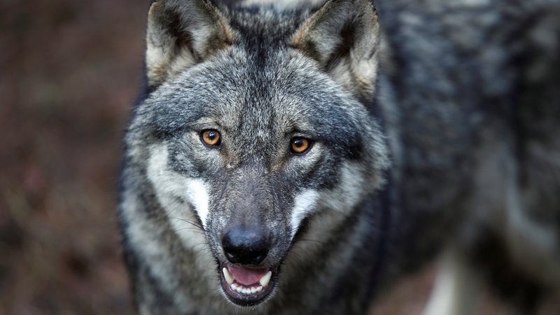 Fotografija: V občini Železniki so bili doslej obiski volkov prej izjema kot pravilo. FOTO: Axel Schmidt/Reuters