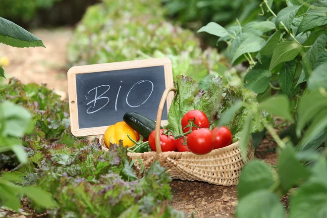 Ekološka pridelava hrane je predvsem do narave prijazna. Foto Shutterstock