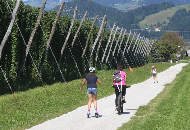 Hmelj na Koroškem. FOTO: Tadej Regent/Delo