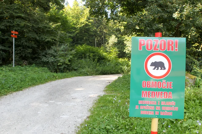 Še je čas, da najdemo najboljše rešitve, da se pozneje izognemo res množičnemu pobijanju zveri. Foto Marko Feist