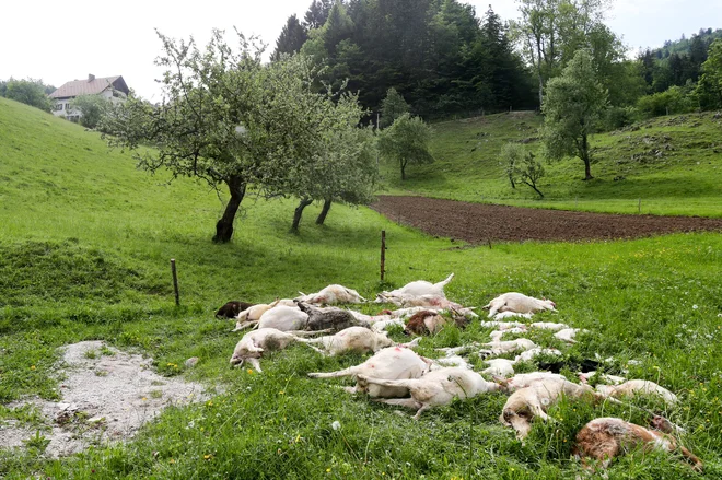 Volkovi značilno napadajo drobnico v tropih in pomorijo celo več, kot jim narekuje lakota. Foto Marko Feist