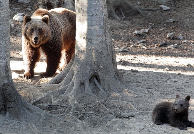 Mati medvedka spodi ali celo napade človeka, če presodi, da ogroža njene mladiče. Foto Ljubo Vukelič