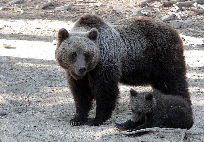 Medved se namreč kot vrsta počuti ogroženega in se zato rodi več mladičev, več pa jih tudi preživi. Foto Ljubo Vukelič