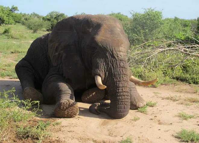 Se vendarle obetajo lepši časi za populacijo afriških slonov? FOTO: AFP