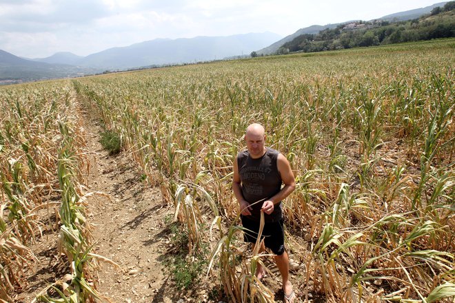 Na Arsz opozarjajo, da se tudi Slovenija sooča z vse pogostejšimi in intenzivnejšimi kmetijskimi sušami. FOTO: Dejan Javornik