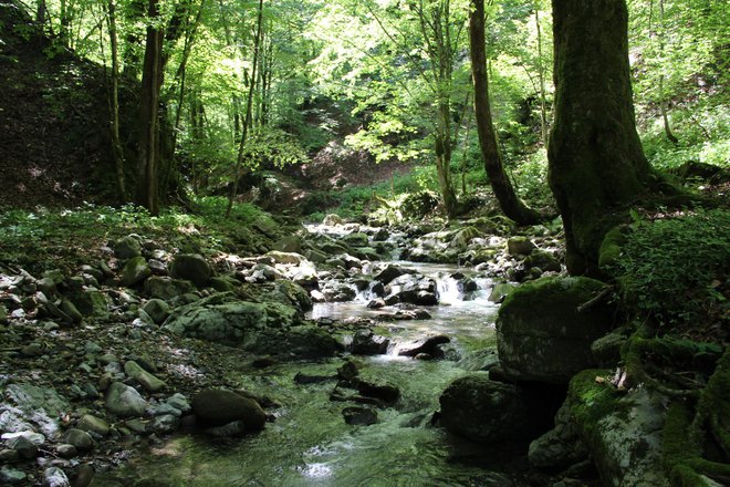 Gozd Zelenega vira je tesno povezan z vodo. Foto Simona Fajfar