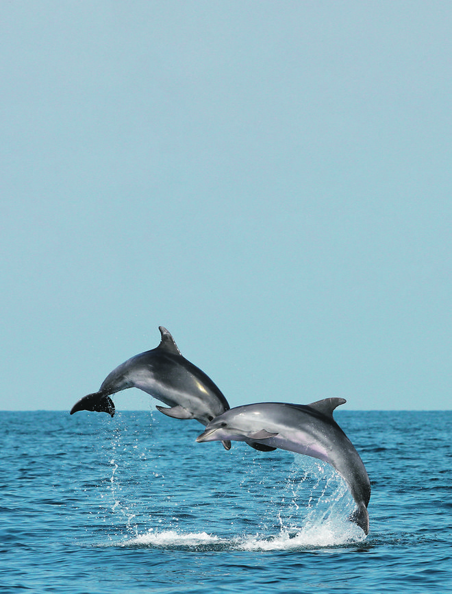Delfini pridejo surfat pred čoln in so sproščeni v naši družbi. FOTO: Tilen Genov, Morigenos