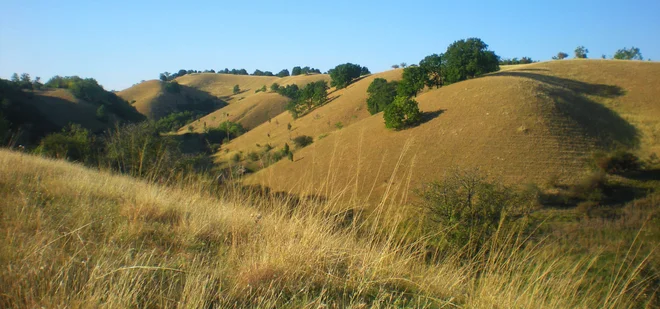Deliblatska peščara - spodaj pesek, na njem devetsto vrst rastlin. Foto internet.