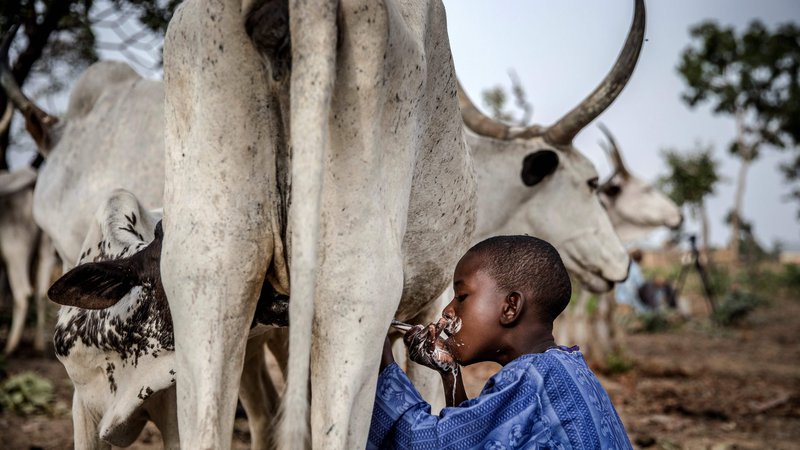 Fotografija: 8-letni nigerijski deček Fulani Suleiman Yusuf pije mleko iz kravjega vimena na pašniku v bližini očetove družinske hiše. FOTO: Luis Tato/AFP
