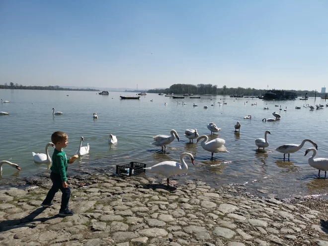 Donava ima veliko obrazov. Foto Milena Zupanič