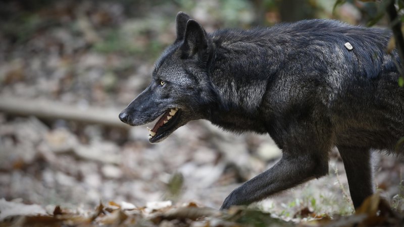 Fotografija: Zakon spodbuja odstrel volkov, ko imajo mladiče. FOTO: Blaž Samec/Delo