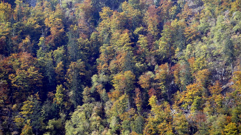 Fotografija: Drevesa so naši naravni zavezniki pri ohranjanju zdravega okolja. FOTO: Roman Šipić/Delo