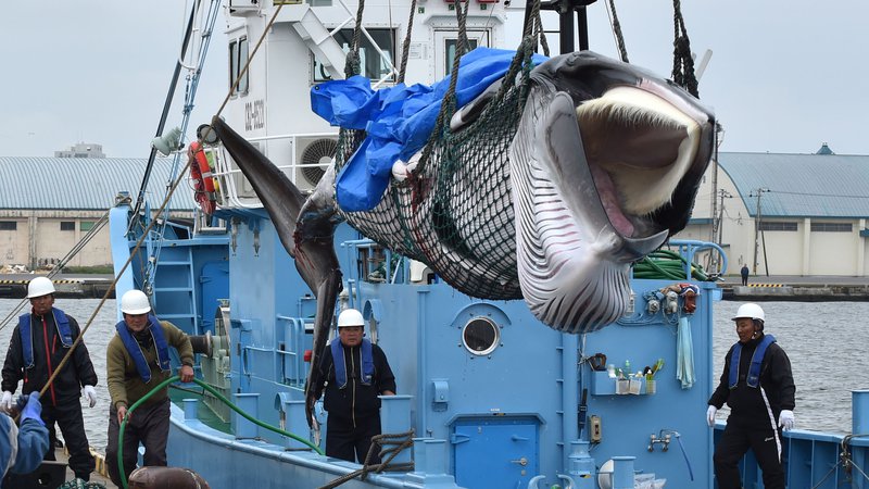 Fotografija: Od treh vrst kitov, ki jih bodo lahko lovili japonski ribiči, je ena v kategoriji ogroženih vrst na rdečem seznamu IUCN. FOTO: Afp