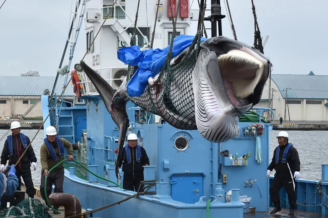 Od treh vrst kitov, ki jih bodo lahko lovili japonski ribiči, je ena v kategoriji ogroženih vrst na rdečem seznamu IUCN. FOTO: Afp