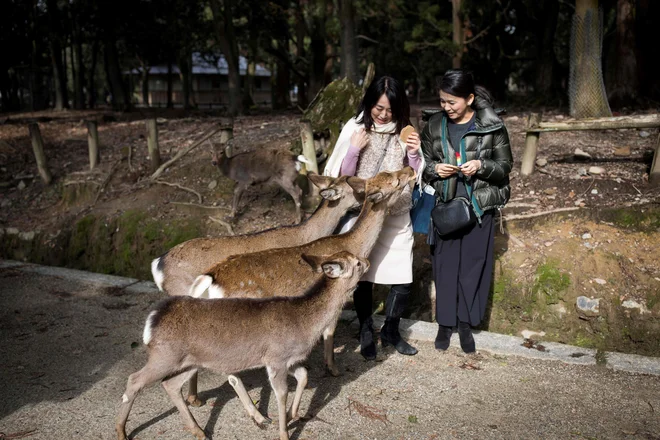 Turisti lahko srne hranijo samo z določenimi krekerji, vse drugo je prepovedano. FOTO: AFP