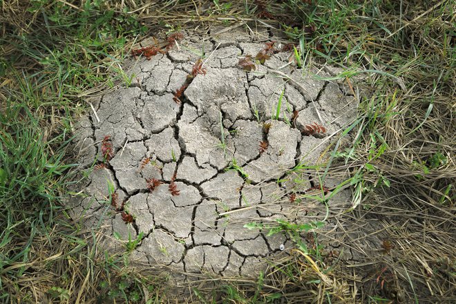 Tudi sušnih obdobij bo vse več. FOTO: Jože Suhadolnik/Delo