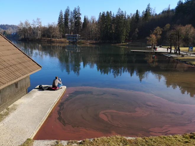 Vabljeni strokovnjaki so pravilno ugotovili, da se stanje Blejskega jezera slabša, strokovni dokazi krivde za onesnaženje pa so bili izredno borni. Foto Dejan Javornik