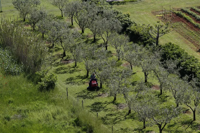 Prav posebno mesto v kulinariki in v varovanju zdravja ima deviško oljčno olje, saj je pridelano iz plodu in ga je zato laže iztisniti. FOTO Mavric Pivk/Delo