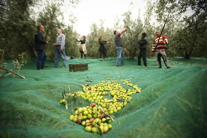 Oljčno olje je znano po bogati aromi, termično zelo obstojno in primerno tudi za toplotno obdelavo. FOTO Jure Eržen/Delo