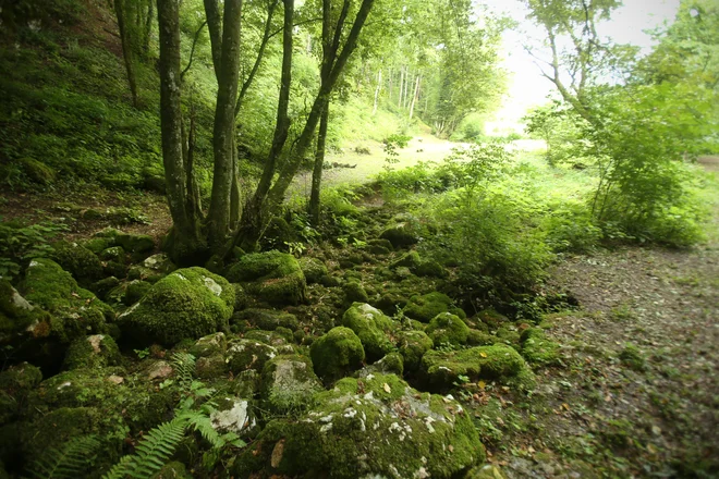 Bruhalnik Glavica je dodatni izvir Lahinje v času visokih pretokov. Foto Jure Eržen