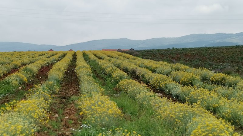 Fotografija: Pobočja ob vznožju Suhe planine so te dni obarvana nežno rumeno. Smilj, rastlino nesmrtnosti, gojijo na sto hektarih in iz njega pridelujejo eterično olje. Foto: Milena Zupanič