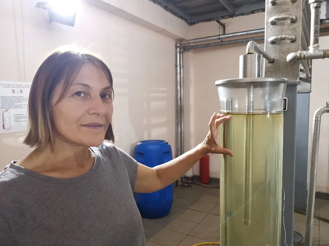 Na 100 milimetrov visokem stolpcu zeliščne vode (hidrolata) se izloči zgolj milimeter eteričnega olja, pokaže Verica Papić, tehnologinja, ki skrbi za destilacijo zelišč. Foto: Milena Zupanič