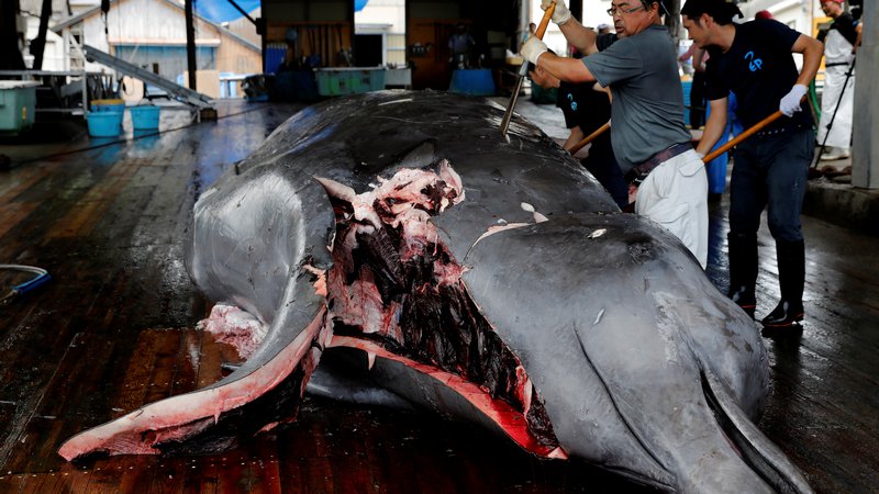 Fotografija: Razkosanje ulovljenega kljunastega kita v japonskem pristanišču Wads, jugovzhodno od Tokia. Japonci so po več kot 30 letih ponovno začeli komercialno loviti kite, čeprav so se apetiti prebivalcev po kitovem mesu v zadnjih desetletjih močno zmanjšali. FOTO: Kim Kyung-hoon/REUTERS