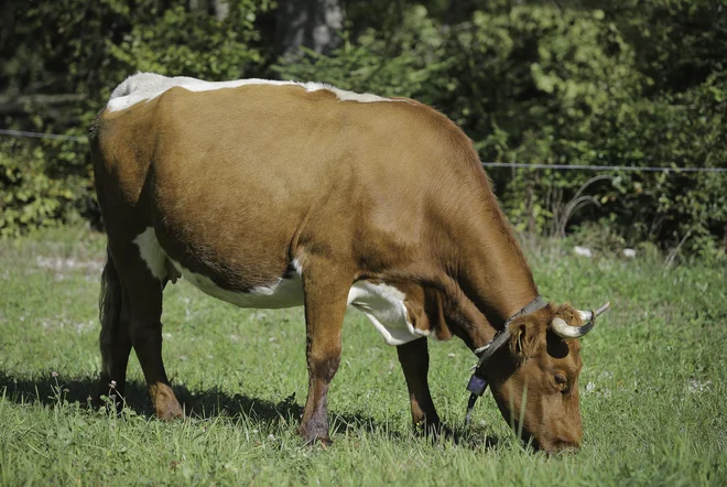 Nekdaj so živino krmili le s svežo travo in od pozne jeseni do pomladi z dišečim senom in otavo. Foto Jože Suhadolnik