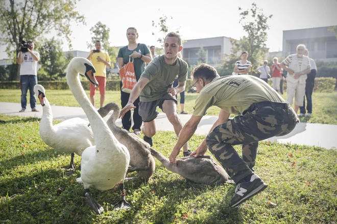 FOTO: Uroš Hočevar/Delo