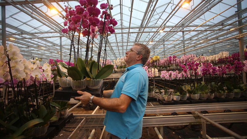 Fotografija: Ocean Orchids je vodilni proizvajalec orhidej rodu falenopsis v srednji in jugovzhodni Evropi. Foto Tadej Regent