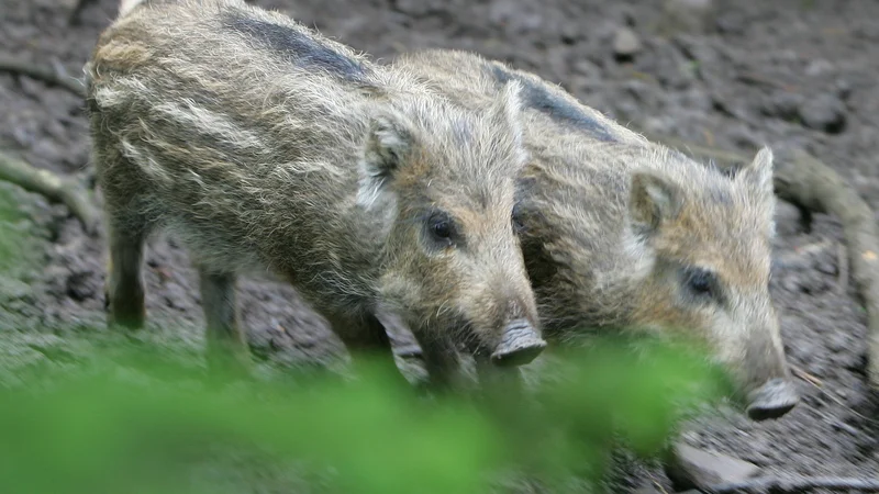 Fotografija: Kmet, ki je svojim pujskom želel vse najboljše in je dokončanje svinjaka obeležil z neobstoječo zastavo, je dobil denarno kazen v neobstoječi valuti. FOTO: Igor Modic /Delo