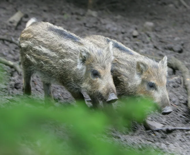 Kmet, ki je svojim pujskom želel vse najboljše in je dokončanje svinjaka obeležil z neobstoječo zastavo, je dobil denarno kazen v neobstoječi valuti. FOTO: Igor Modic /Delo