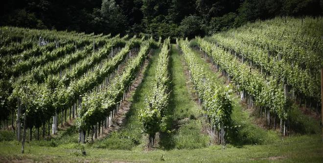 Z vinsko zgodbo je Slovenija, pa naj je slišati še tako kičasto, čudovita, pravi Jože Koželj. Foto Blaž Samec