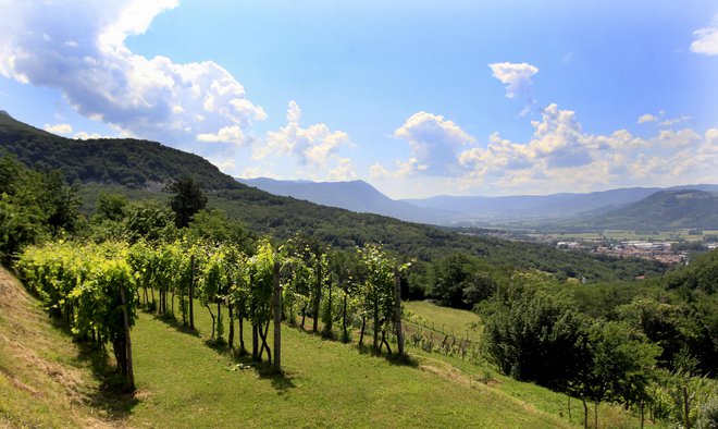Z vinsko zgodbo je Slovenija, pa naj je slišati še tako kičasto, čudovita, pravi Jože Koželj. Foto Roman Šipić