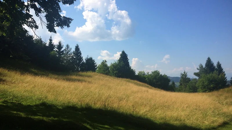 &raquo;Tu je ta naša širna, divja, lebdeča mati Narava, ki s takšno lepoto in takšno ljubeznijo do svojih otrok kot leopardka leži vsepovsod okoli nas,&laquo; Thoreau zapiše v eseju Hoja. Foto Jure Eržen